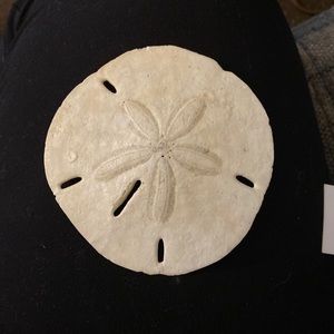 Sand dollars